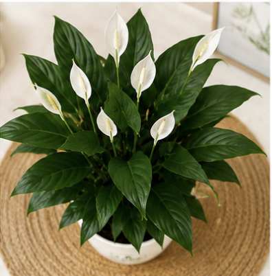 Peace Lily/Spathiphyllum Macrophyllum - Indoor Air-Purifying